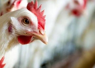 شیوع آنفلوانزای مرغی H5N6 در چین