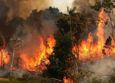 دلیل آتش سوزی جنگل های هیرکانی تعیین نیست