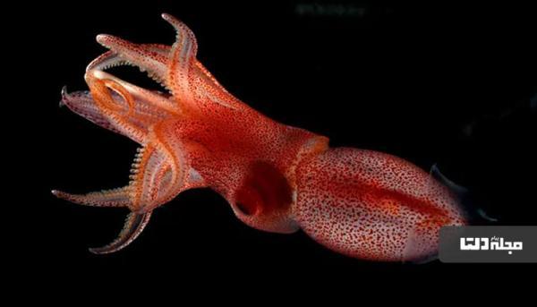 عجایب اقیانوس: یک ماهی مرکب با دو زاویه دید